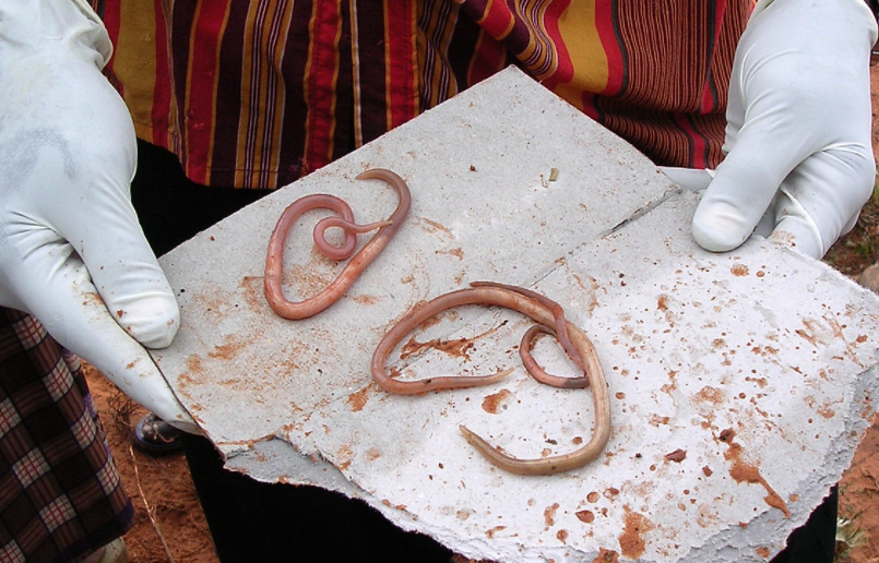 Should we eat worms instead of ivermectin?